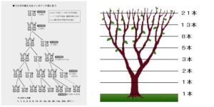 宇宙の成長に共鳴するフィボナッチ数列の周波数とは？
